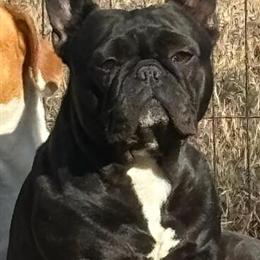 Female French Bulldog for Adoption in Warner Robins, ga