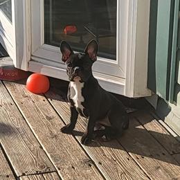 French Bulldog and Boston Terrier Puppies for Sale in Elmwood Park, il