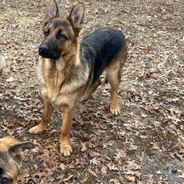 German Shepherd Puppies for Adoption in Hauppauge, ny