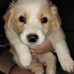 Australian Shepherd Puppies for Adoption in Marion, in