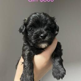 Shihpoo Puppies Available for Loving Homes in Phillipsburg, nj