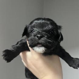 Shihpoo Puppies Ready for New Homes on January 14th in Phillipsburg, nj