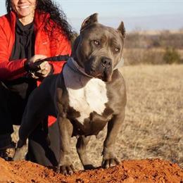 XL Rednose American Pitbull Terrier Puppies for Sale in Houston, tx
