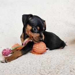 Miniature Pinscher Puppies Available in Marianna, fl