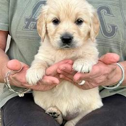 AKC Golden Retriever Puppies Ready for Adoption in Norfolk, va