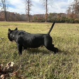 Male American Bully Puppy Available with ABKC Registration in Reidsville, nc