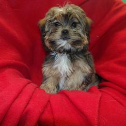 Male Shorkie Puppy Jackson Available for Adoption in Paterson, nj