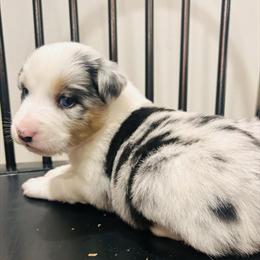 Australian Shepherd Puppies Available for Christmas in Chicago, il