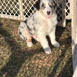 Australian Shepherd Puppies - 9 Weeks Old in Chicago, il