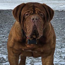 Dogue de Bordeaux Stud Service Available Across U.S. and Canada in Kokomo, in