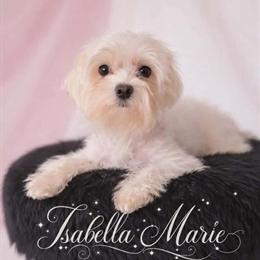 Teacup Maltese Puppies Coming Soon in Wooster, oh