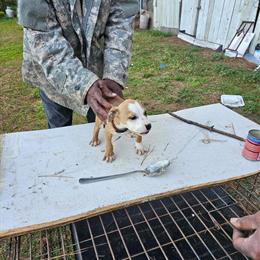 Pitbull Puppies for Adoption in Summerville, sc