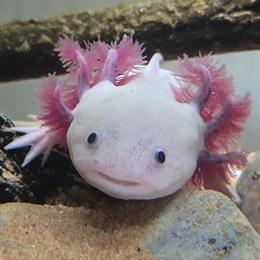Axolotl Babies for Sale in New Port Richey, fl