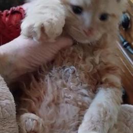 Selkirk Rex Male Kitten - 11 Weeks Old in Columbus, oh