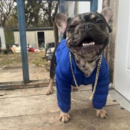 French Bulldog Stud Services Available in Minneapolis, mn