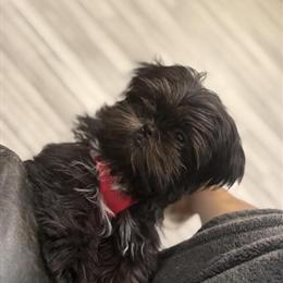 Female Shih Tzu Looking for a New Family in Atlanta, ga
