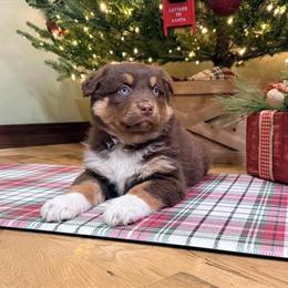 Australian Shepherd Puppies Available in Greenville, oh