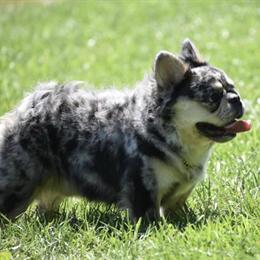 Fluffy French Bulldog Available for Stud in Wrightsville, pa