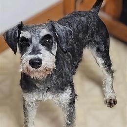 Miniature Schnauzer Male, 1.5 Years Old, Updated Info in Ladysmith, wi