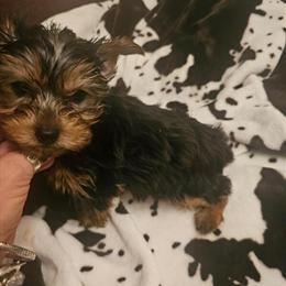 Male Yorkshire Terrier Available in Fairburn, ga