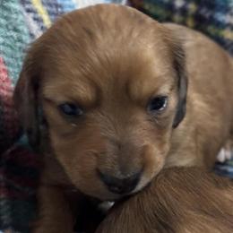 Mini Long Haired Dachshunds from AKC Litters in Johnson City, tn