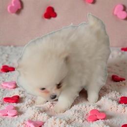 AKC Cream Male Pomeranian Puppy Pepsi for Adoption in Edwardsburg, mi