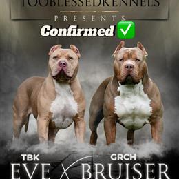 American Bully Puppies from TBK Eve and GRCH Bruiser in Federalsburg, md
