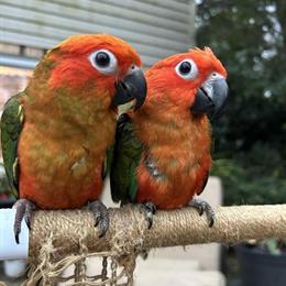 Sun Conure Males Available - 8 Months Old in Wrightsville, pa