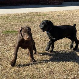 AKC Doberman puppies available now in Kenansville, nc