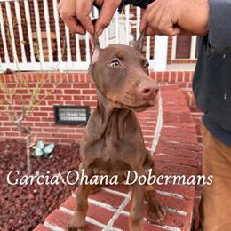 Doberman puppies ready for new homes, cropped and vaccinated in Kenansville, nc