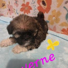 Shorkie Female Ready for New Home in Orlando, fl