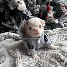 Two Male Pugs Available in Pink Colors in Oak Ridge, tn