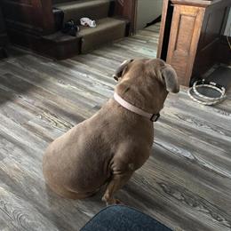 Bully needs a new home in Milwaukee, wi