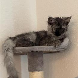 Maine Coon Cats for Trade in Miami, fl