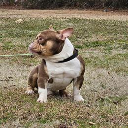 American Bully Looking for a New Home in Greenville, sc