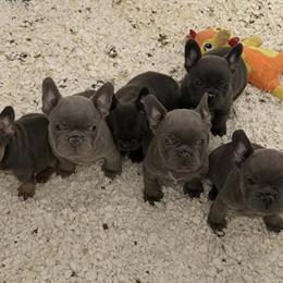 French Bulldog Puppies Ready for Forever Homes in Catonsville, md