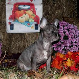 Exceptional AKC French Bulldog Puppies Available in Palmyra, va
