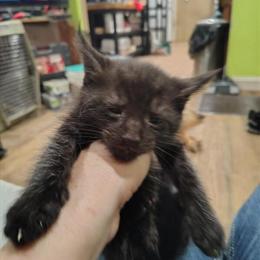 Maine Coon Mix Kittens Available in Dundalk, md
