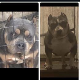 American Bully Puppy Available in New York, ny
