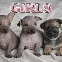 Xoloitzcuintli Puppies Ready for Valentine's Day in Richmond, in