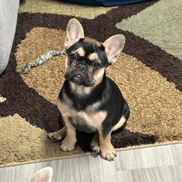 Female French Bulldog Looking for Forever Home in Pensacola, fl