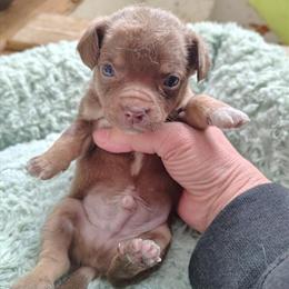 Male Chihuahua Puppy Ready in May in Dundalk, md