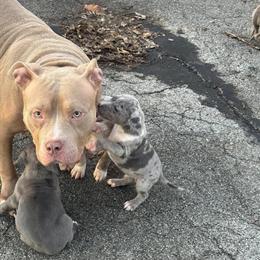 XL Male American Bully Available in Chicago Heights, il
