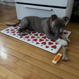 Male American Bully Puppy for Adoption in Boston, ma