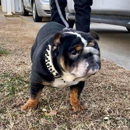 English Bulldog - 1 Year Old Black Tri Male in Concord, nc