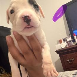 American Bully Puppies Ready Soon in Houston, tx