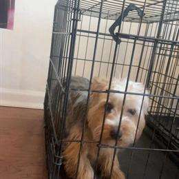 Yorkshire Terrier - Lovable 10-Month-Old Female Looking for a New Home in Virginia Beach, va