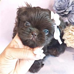 Chocolate Shih Tzu Puppy - Pee Pad Trained and Vaccinated in Ocala, fl