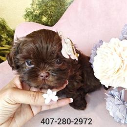 Shih Tzu Puppy - Rare Chocolate Color in Ocala, fl