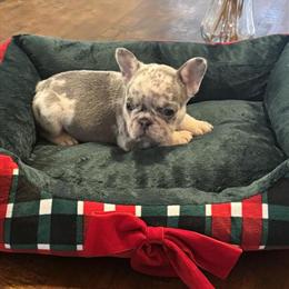 Lilac Merle Puppy - 10 Weeks Old, Ready for Pickup in Charlotte, nc
